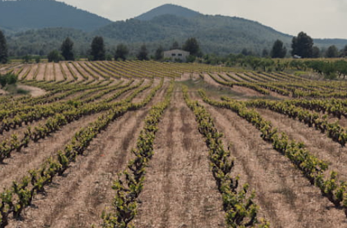 Bodega Jorge Piernas