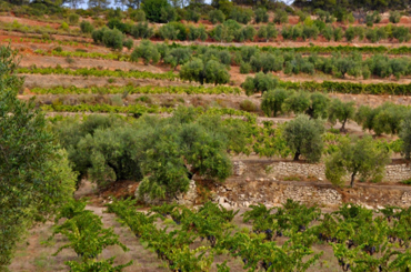 ESTONES VINS
